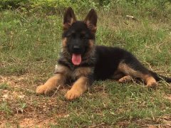 纯种德国牧羊犬