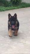 纯血统德国牧羊犬