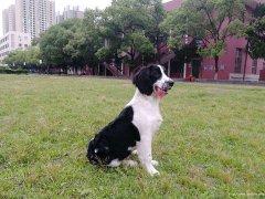 吏宾格犬找新家、期待有缘人