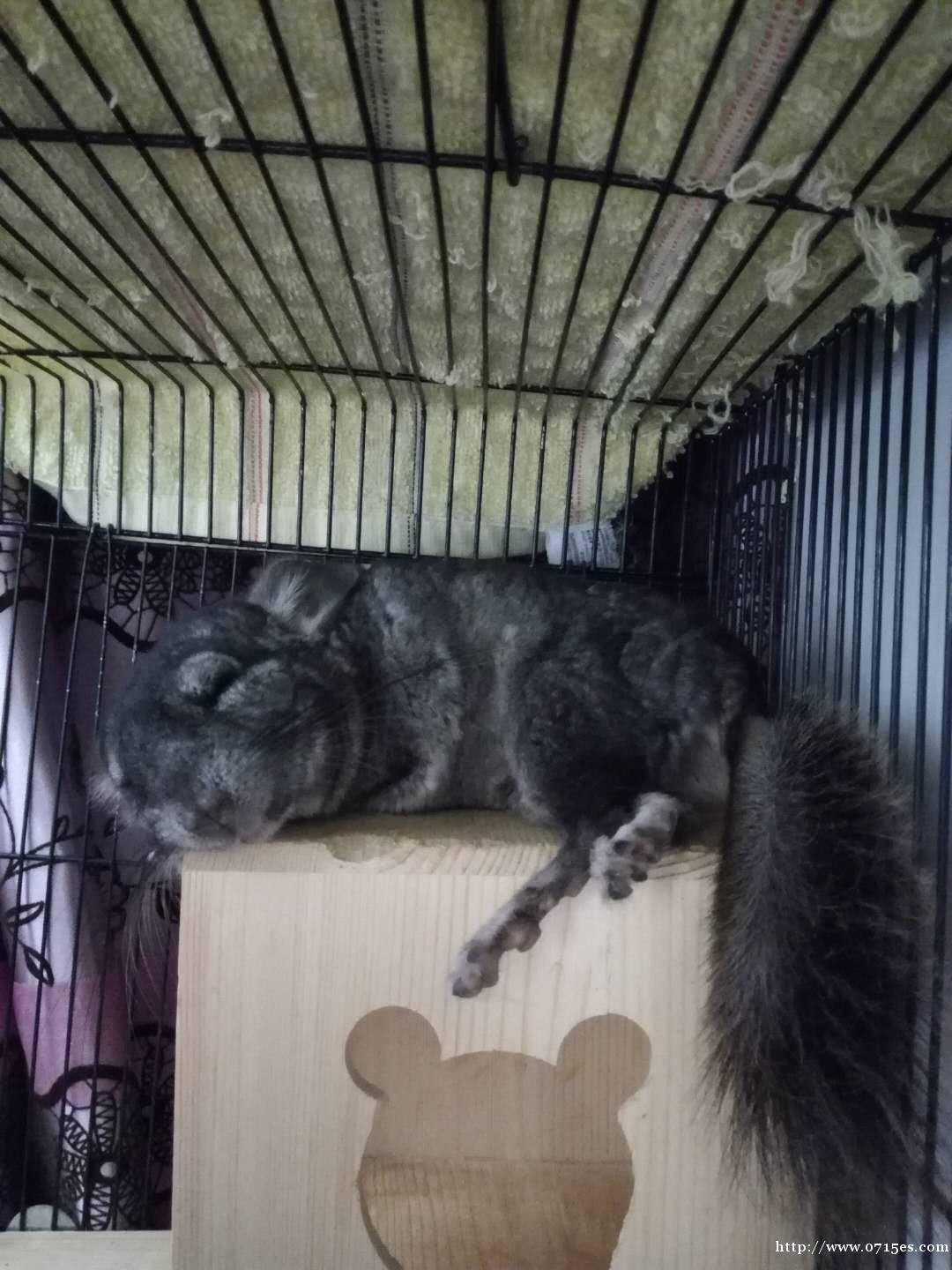 家有萌宠龙猫标灰弟弟急求领养 家有萌宠龙猫标灰弟弟急求领养