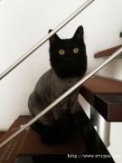 宠物猫免费送爱心人士收养