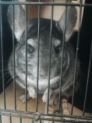 家有萌宠龙猫标灰弟弟急求领养