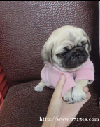 免费领养巴哥犬哦,微信号18071256360