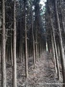 横沟一批苗木出让