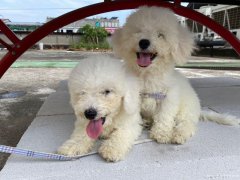卖自家比熊小犬