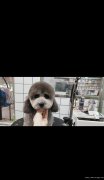 免费领养狗狗