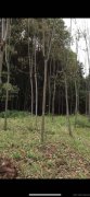 家有自种红叶石楠，楠树，合欢，枇杷树等，价格好说欢迎合作