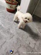 纯种比熊300元出